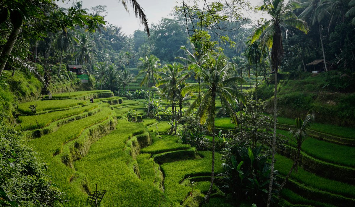 Rizière-Bali-Unsplash-NiklasWeiss