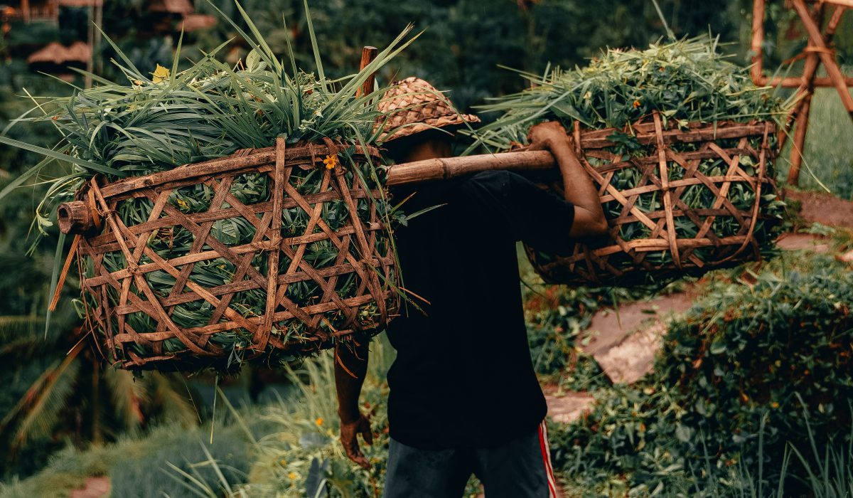 radoslav-bali-umfRZ2Hb1OM-unsplash